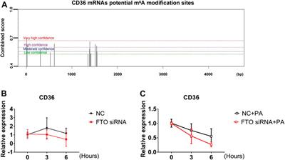 LuHui Derivative, A Novel Compound That Inhibits the Fat Mass and Obesity-Associated (FTO), Alleviates the Inflammatory Response and Injury in Hyperlipidemia-Induced Cardiomyopathy